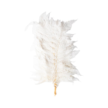 Plume blanche – Grande Plume Blanche Séchée