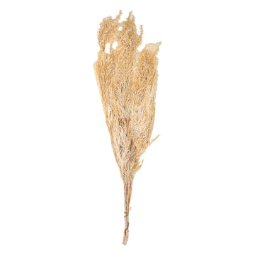 Beige naturel – Broom Bloom Nature