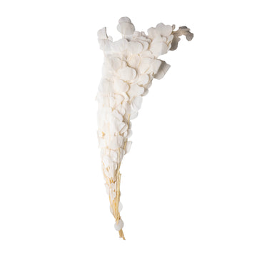 Blanc nacré – Hortensia Séché Blanc