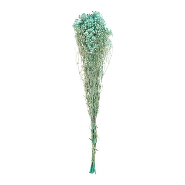 Vert d’eau – Gypsophile Vert d’Eau
