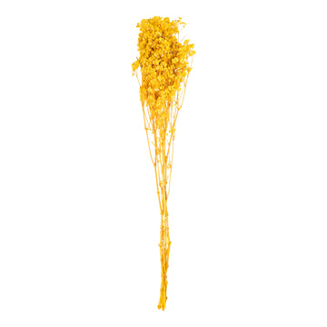 Jaune – Gypsophile Soleil