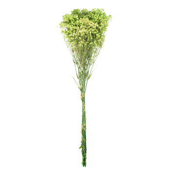 Vert anis – Gypsophile Vert Anis