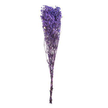 Violet foncé – Gypsophile Violet Intense