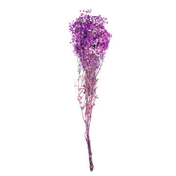 Violet clair – Gypsophile Lavande