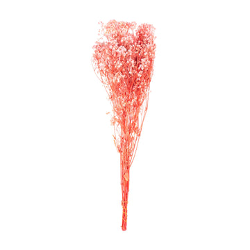 Corail – Gypsophile Corail