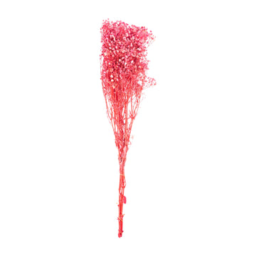 Rouge rosé – Gypsophile Rouge Rosé
