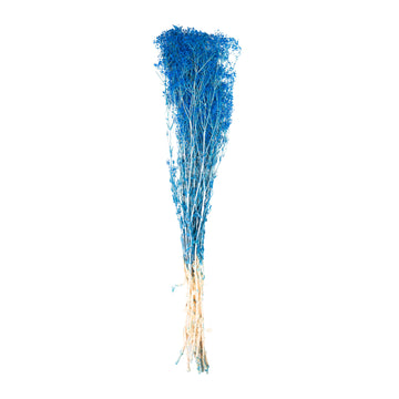 Bleu royal – Gypsophile Bleu Électrique