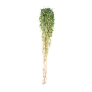 Vert olive – Gypsophile Vert Olive