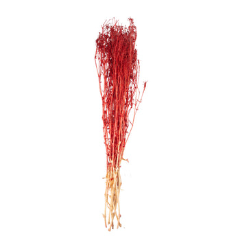 Rouge foncé – Gypsophile Rouge Intense