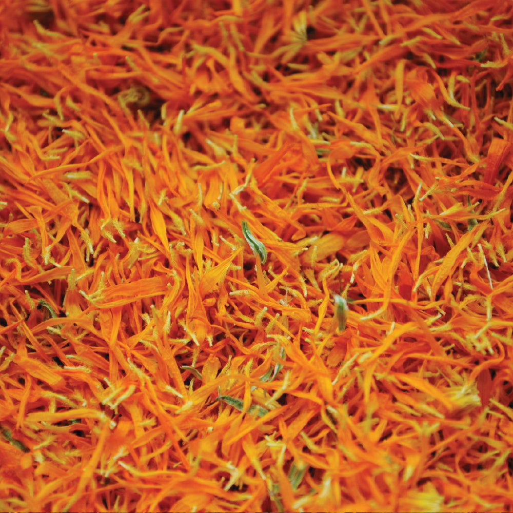 Cornflower Orange Petals
