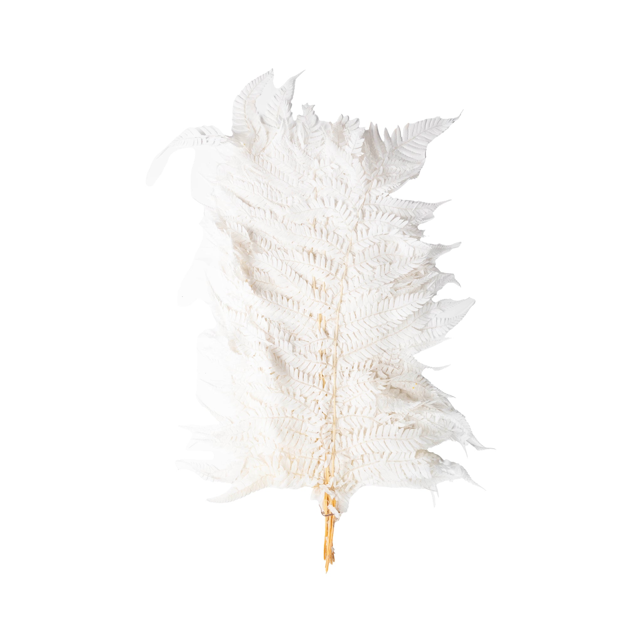 Plume blanche – Grande Plume Blanche Séchée