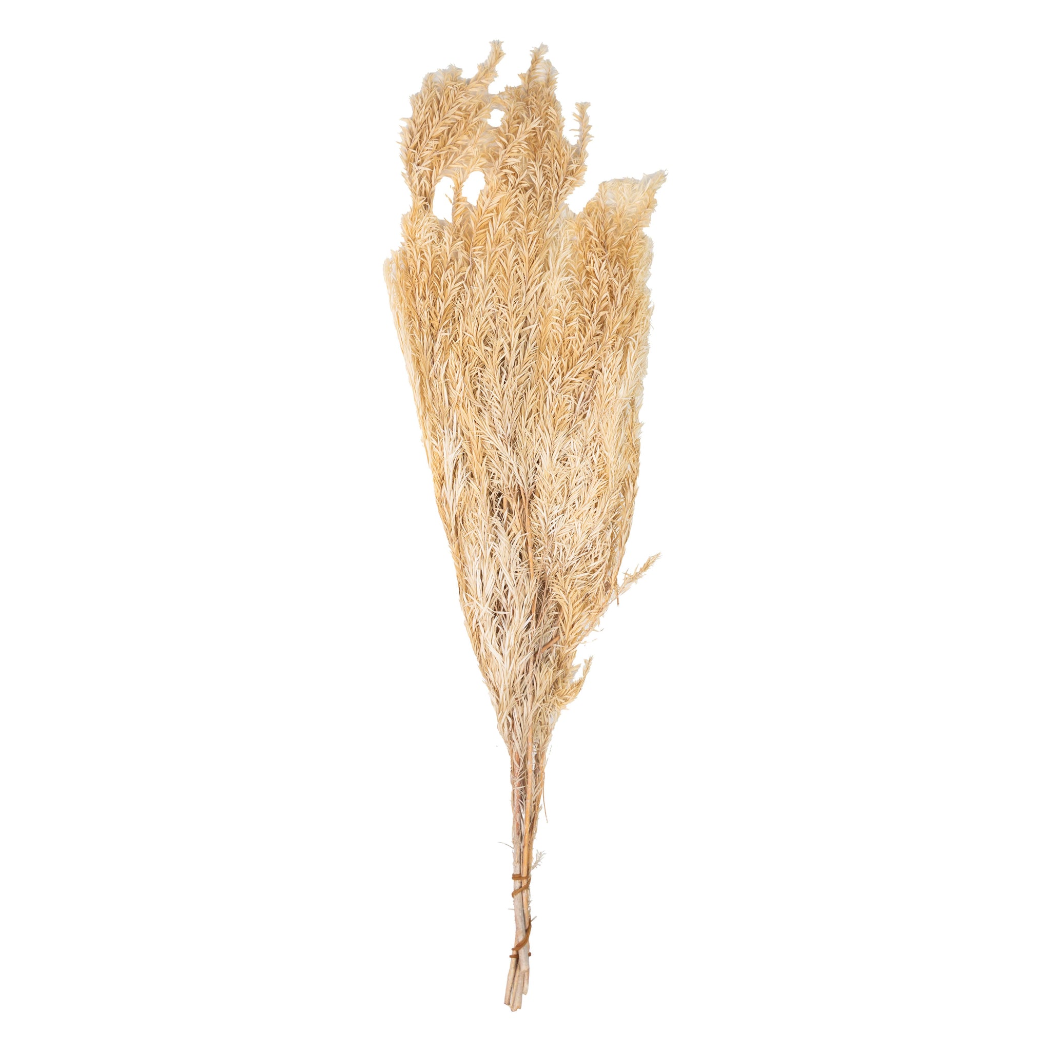 Beige naturel – Broom Bloom Nature