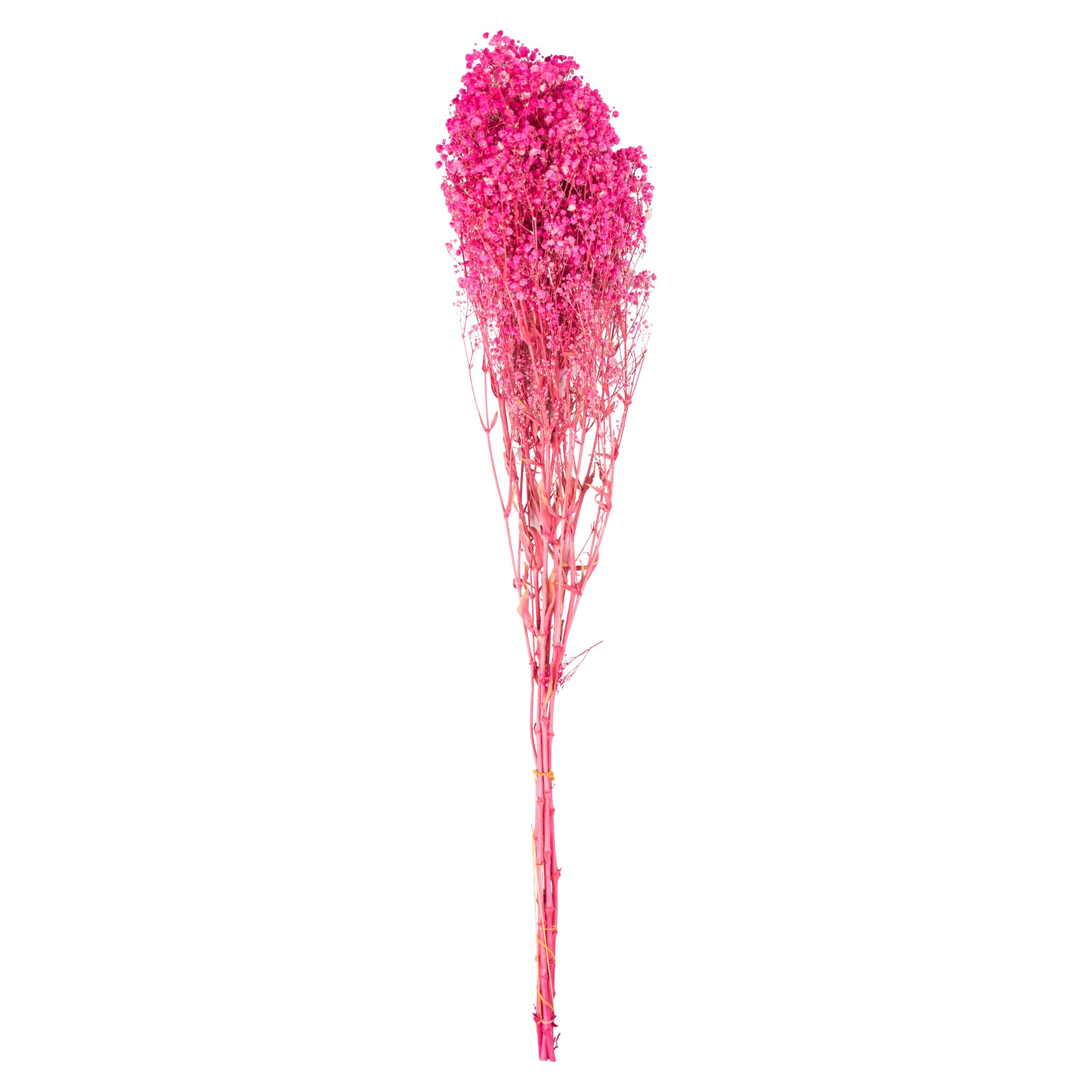 Rose vif – Gypsophile Fuchsia