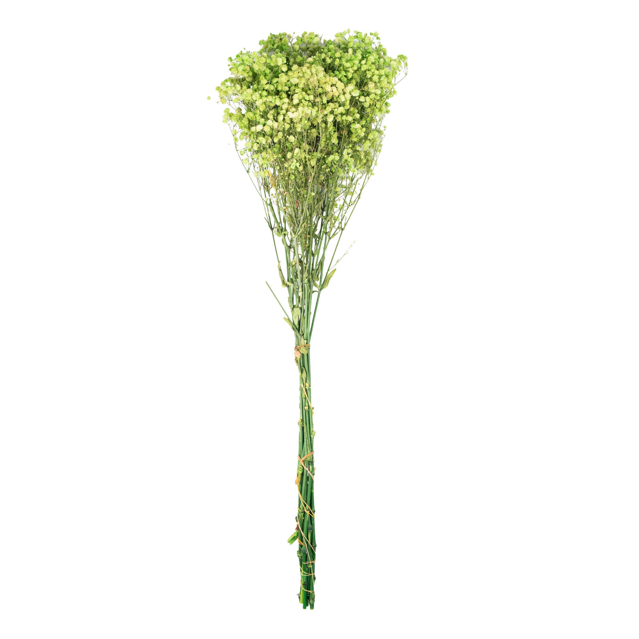 Vert anis – Gypsophile Vert Anis