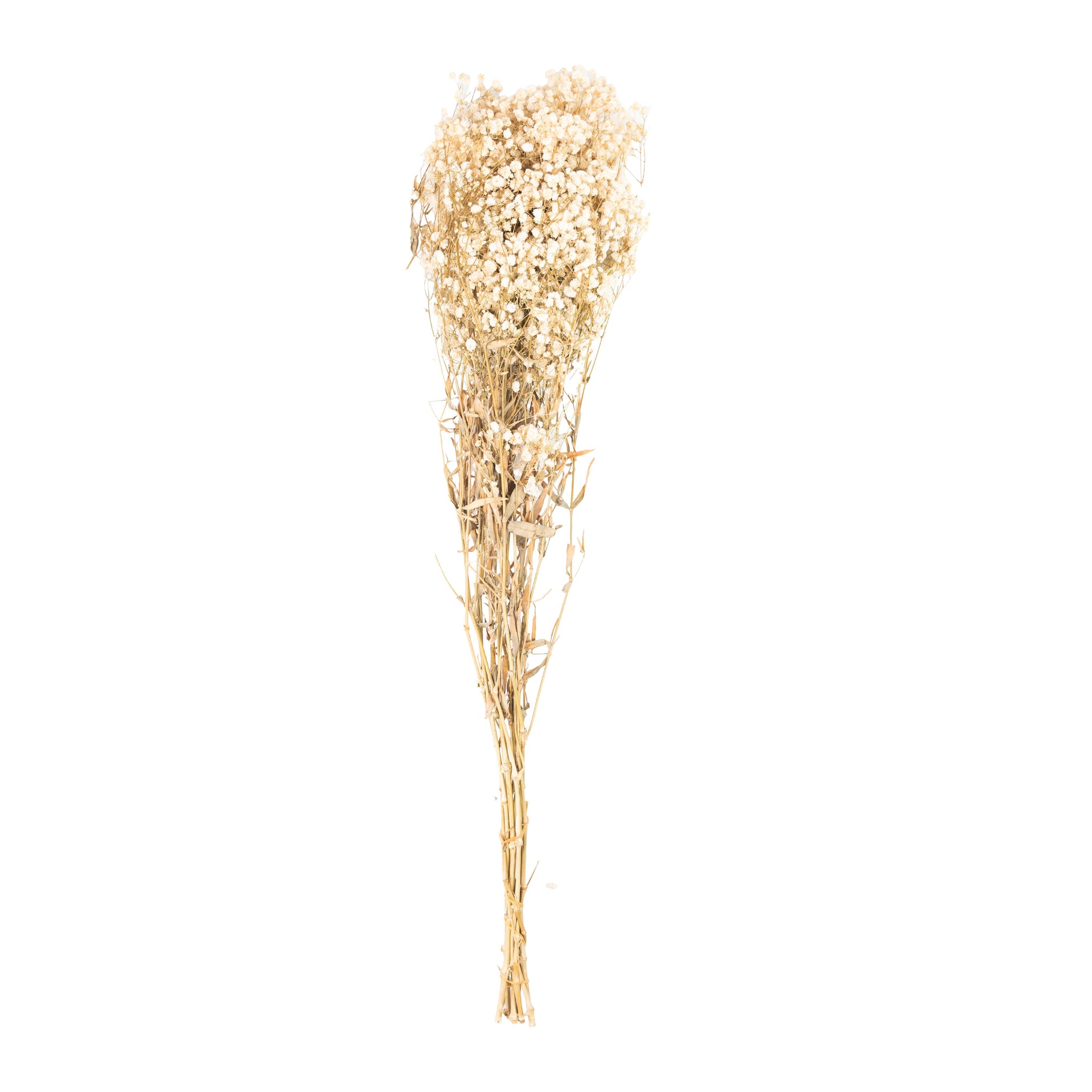 Ivoire – Gypsophile Ivoire
