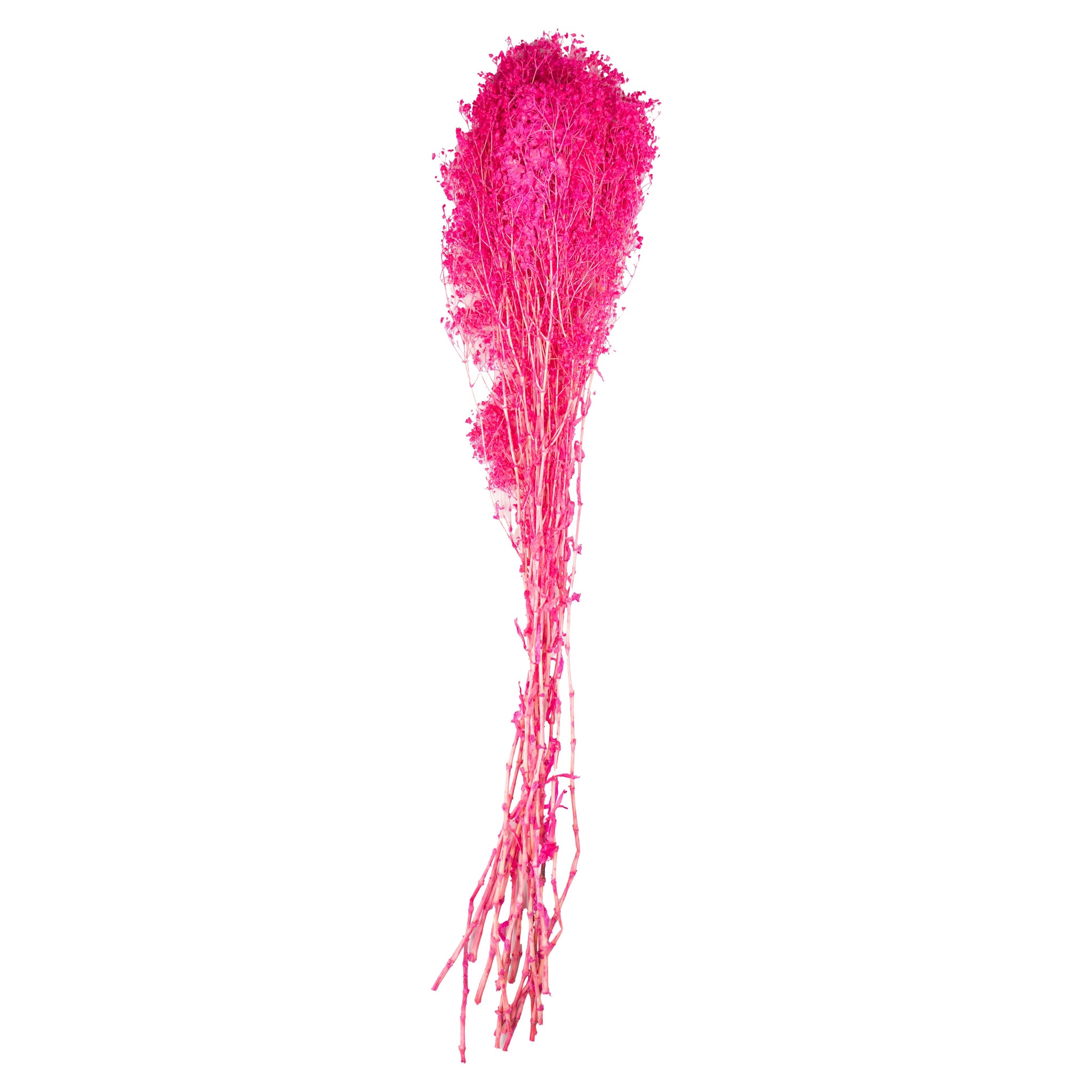 Rose vif – Gypsophile Fuchsia
